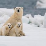 Beruang Kutub, Musim Dingin: Berburu, Bergerak, Bertahan Hidup